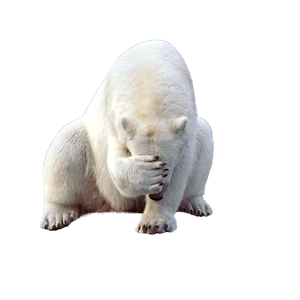 Polar white bear PNG-23527